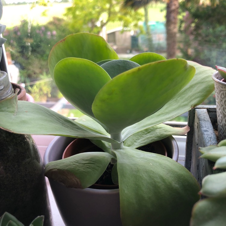 plant image 1066710