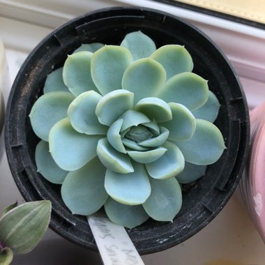 Echeveria 'Mexican Snowball'