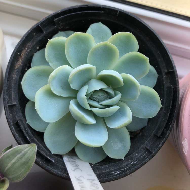 plant image 1066712