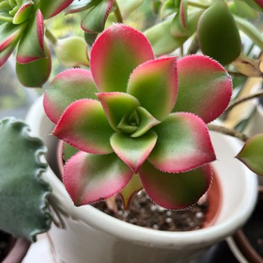 Aeonium 'Kiwi'