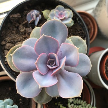 Echeveria 'Perle Von Nurnberg'