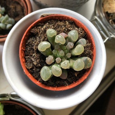 Baby Toes