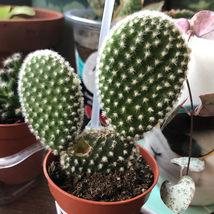 plant image 1066720