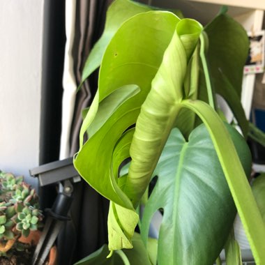Swiss Cheese Plant 'Tauerii'
