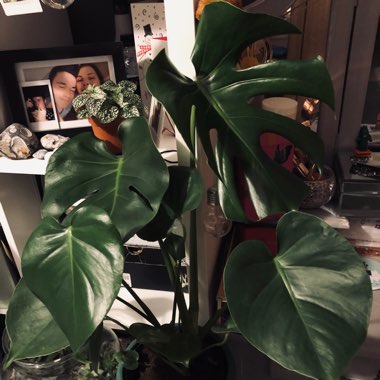 Monstera deliciosa 'Tauerii'