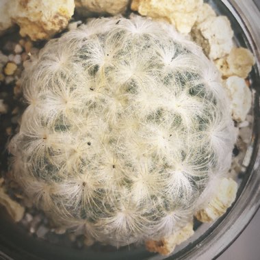 Mammillaria plumosa