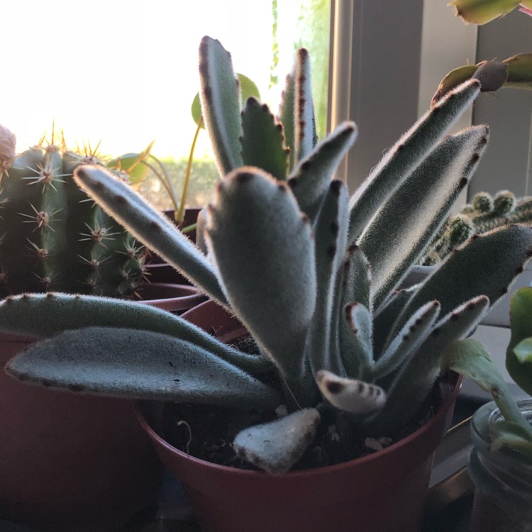 Plant image Kalanchoe tomentosa