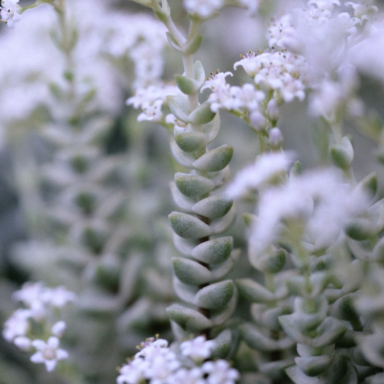 plant image 944187