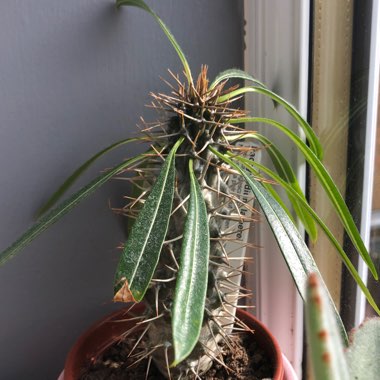 Pachypodium lamerei