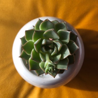 Echeveria Fabiola