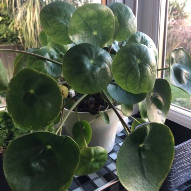 Pilea peperomioides