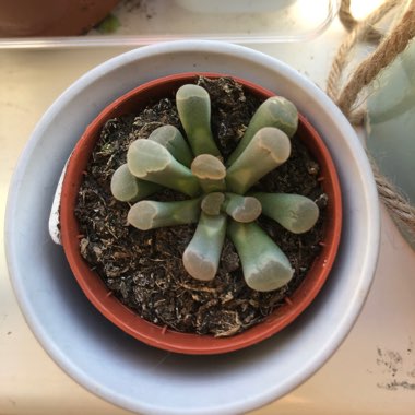 Fenestraria aurantiaca