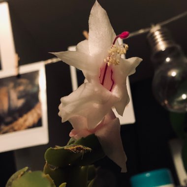 Zygocactus,Thanksgiving Cactus