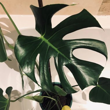 Swiss Cheese Plant 'Tauerii'