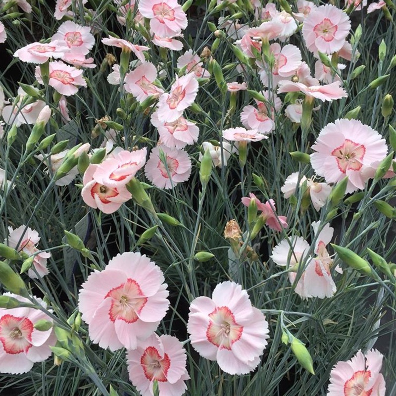 Dianthus allwoodii 'Tequila Sunrise'
