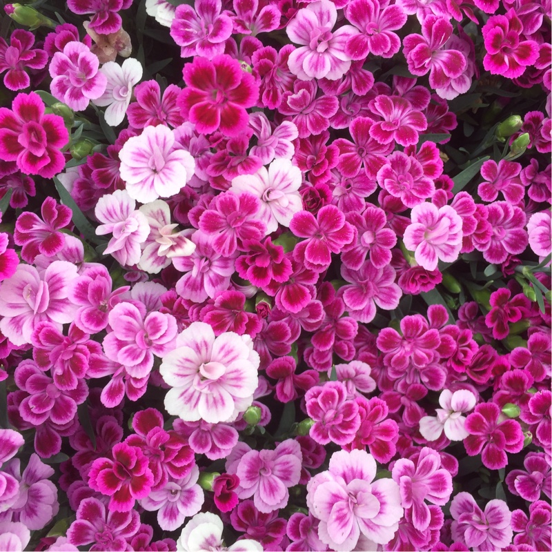 Pink 'Pink Kisses'