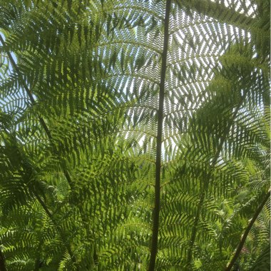 Tasmanian Tree Fern