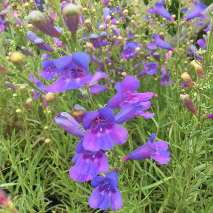 plant image 430426