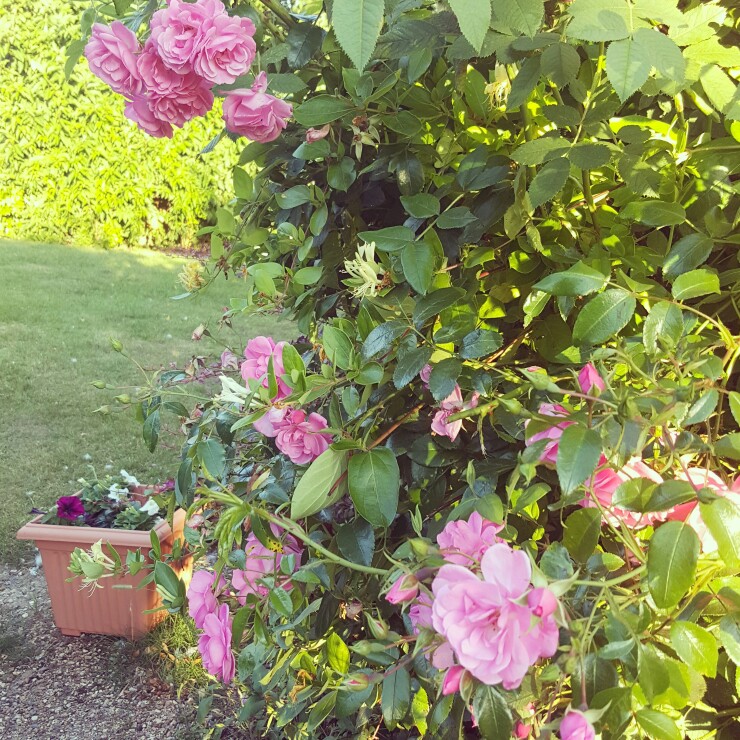 Rosa 'Fimbriata' syn. R. 'Phoebe's Frilled Pink'