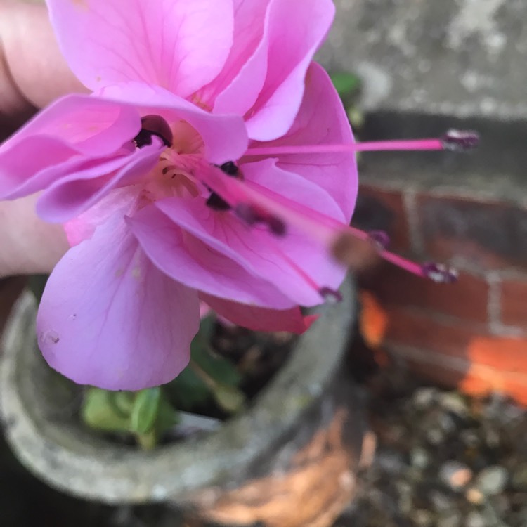 Plant image Fuchsia 'Pink Galore'