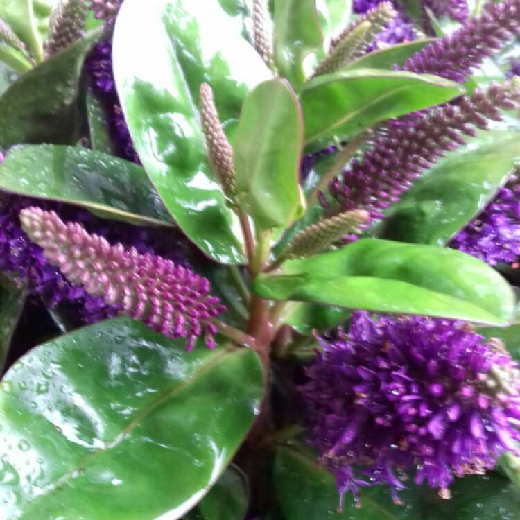 Plant image Hebe 'Addenda Emma'