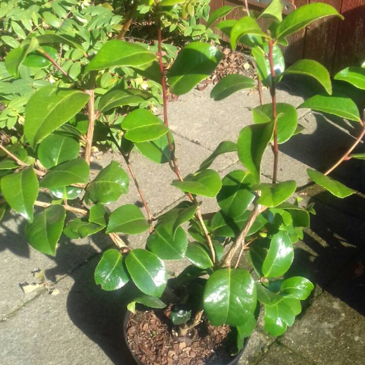 plant image 534628