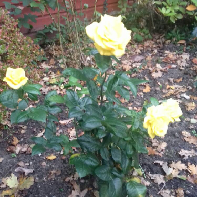 Plant image Rosa 'Golden Wedding'