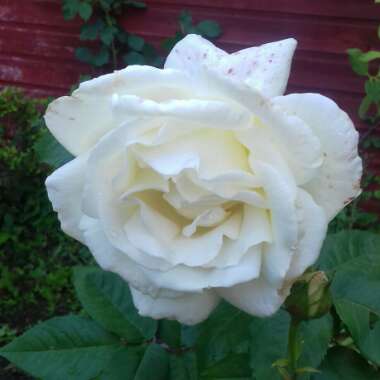 Rose 'Silver Anniversary' (Hybrid Tea)