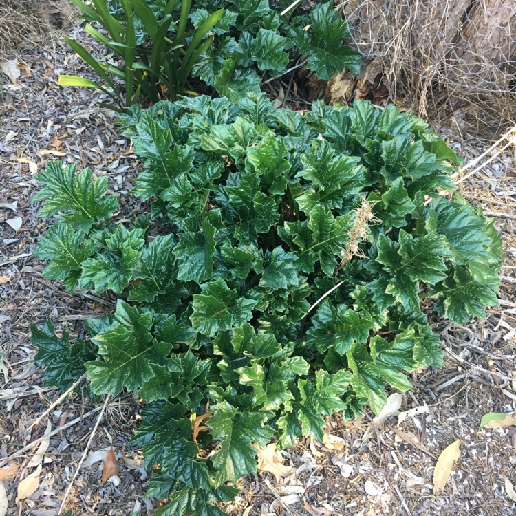 Plant image Acanthus mollis 'Hollard's Gold'