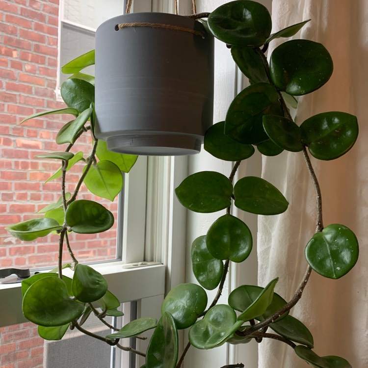 plant image 1437032