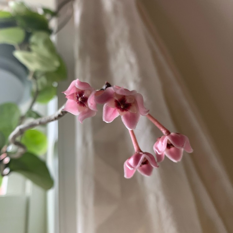 plant image 1508311