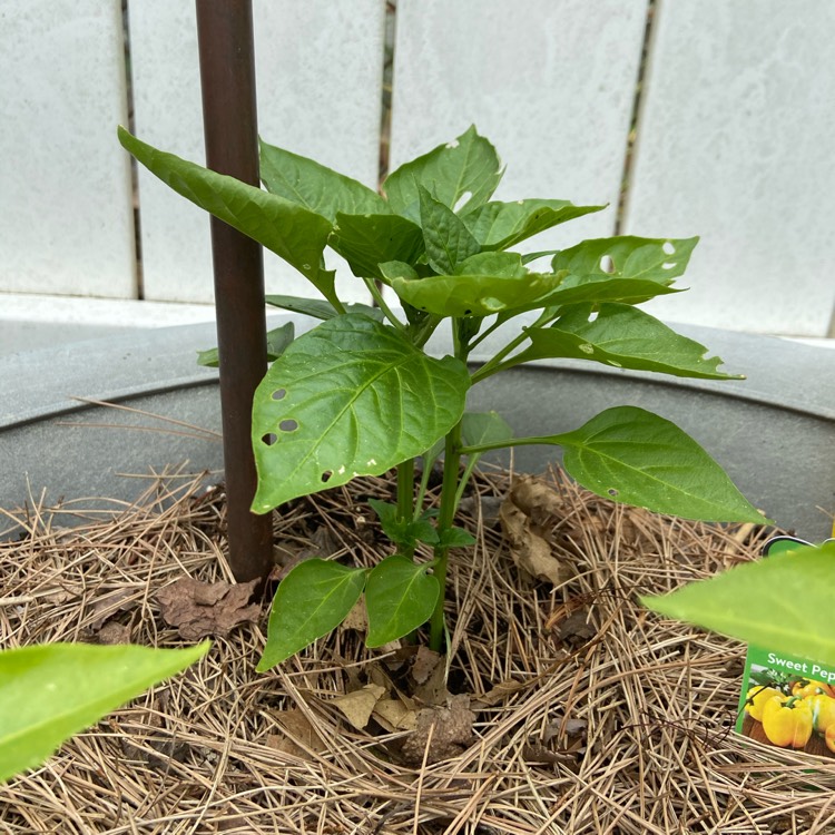 plant image 1313535