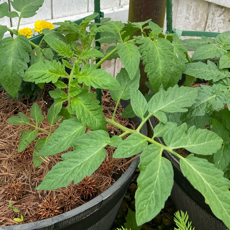 plant image 1313546 plant image 1313546