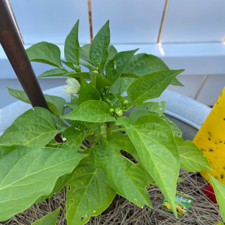 Plant image Capsicum 'Bonnie Bell' Yellow