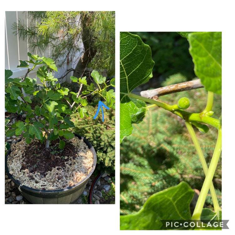 plant image 1349565