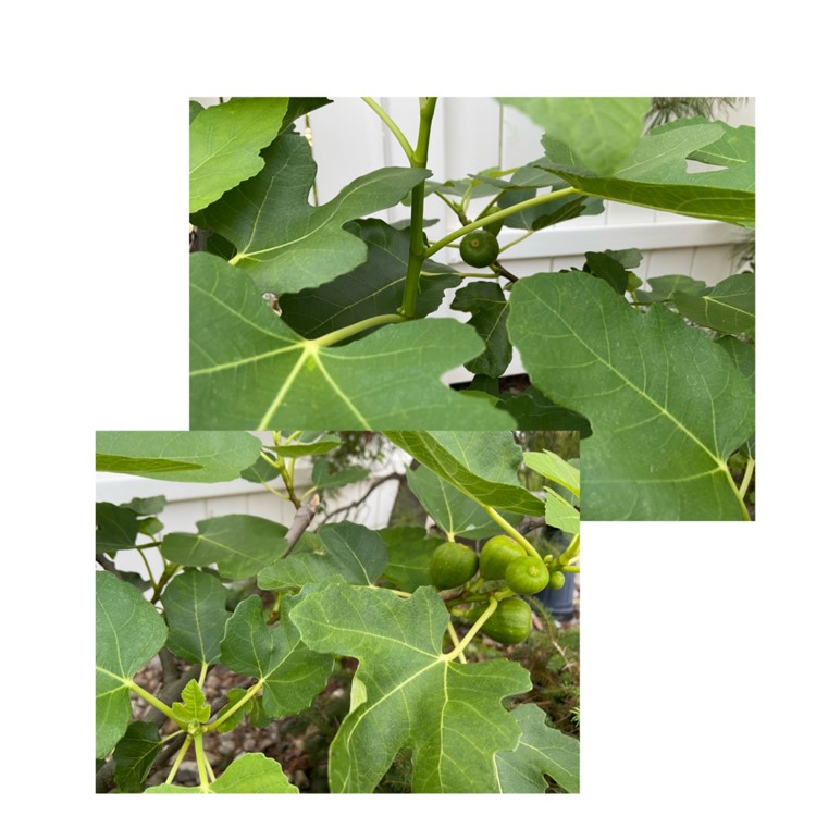 plant image 1363980