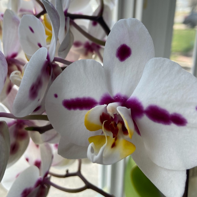 plant image 1461426