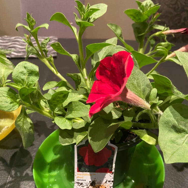 plant image 1475667