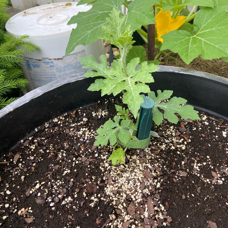 plant image 1494318