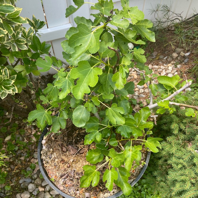 plant image 1499061