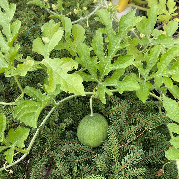 plant image 1508475