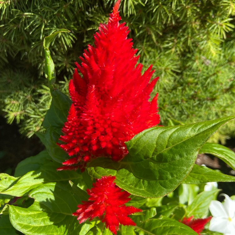 Plant image Celosia argentea plumosa