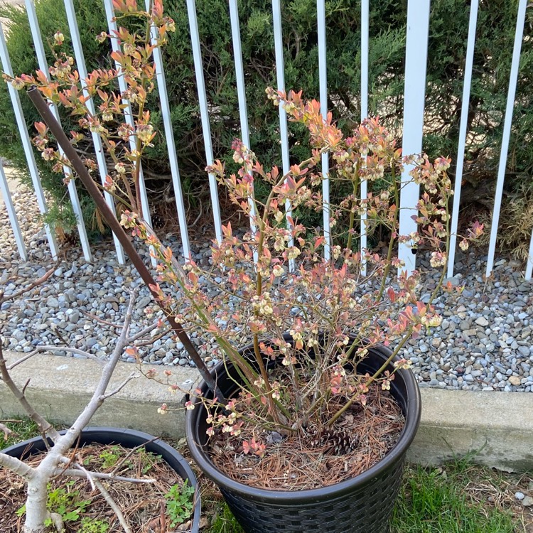 plant image 1578739 plant image 1578739