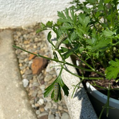 Petroselinum Crispum 'Flat-Leafed'