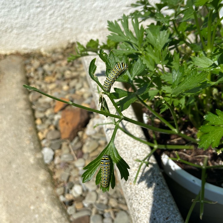 plant image 1612796