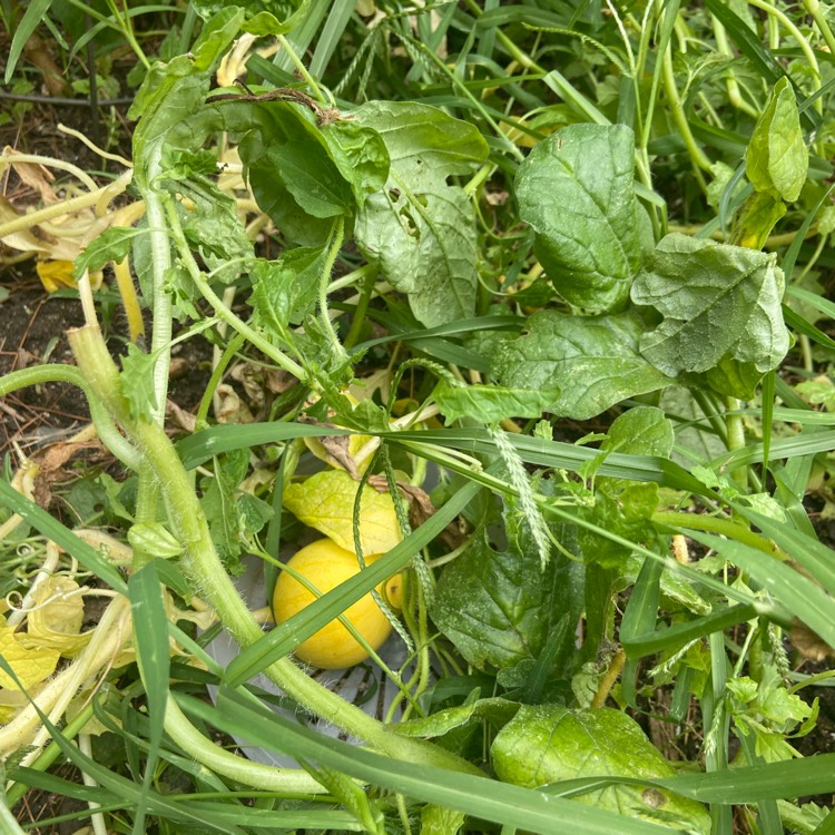 plant image 1614431 plant image 1614431