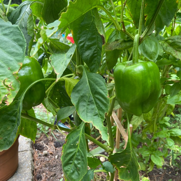 Plant image Capsicum 'Bonnie Bell' Yellow