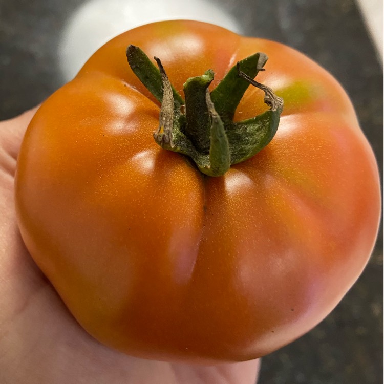 Plant image Solanum Lycopersicum 'Park's Whopper'