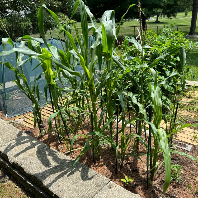 plant image 1676253 plant image 1676253