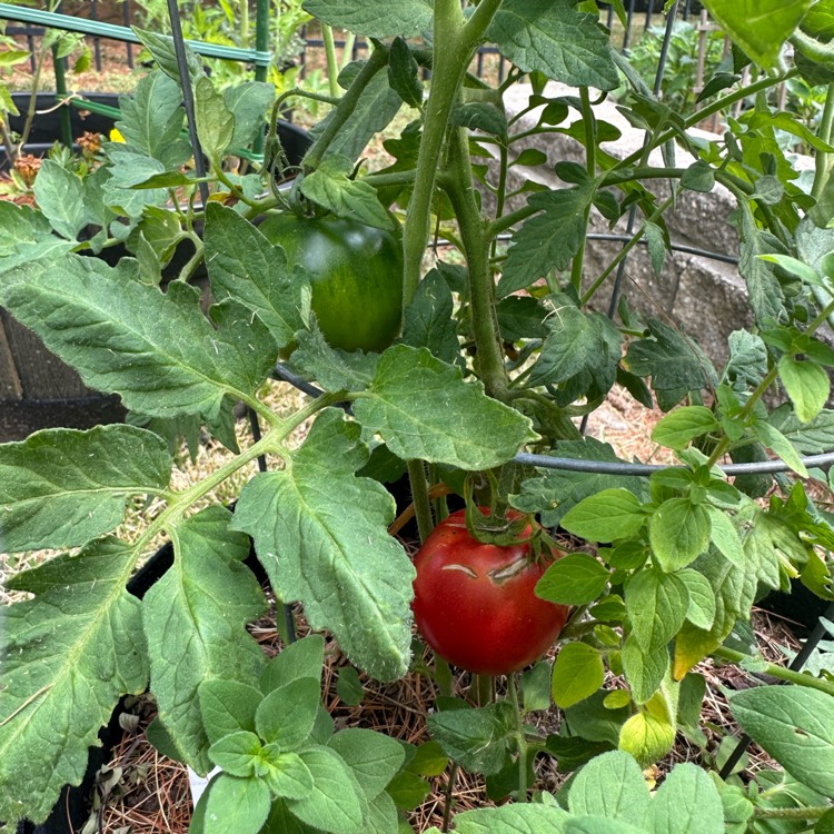 Plant image Solanum Lycopersicum 'Mortgage Lifter'